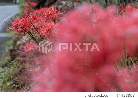 Midori Higanohana 94438898