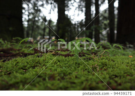 Landscape with moss 94439171