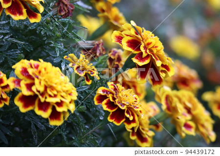 Marigold flowers are blooming 94439172