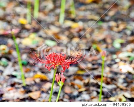 秋天傳統美麗的群孤挺花在深綠色的森林中綻放 94439506
