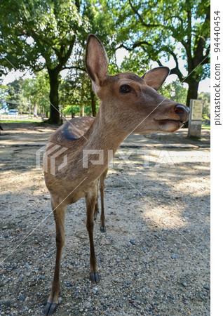 [奈良] 鹿、東大寺、燈飾等景點林立的奈良公園 奈良觀光 94440454