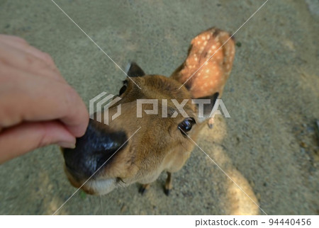 [奈良] 鹿、東大寺、燈飾等景點林立的奈良公園 奈良觀光 94440456