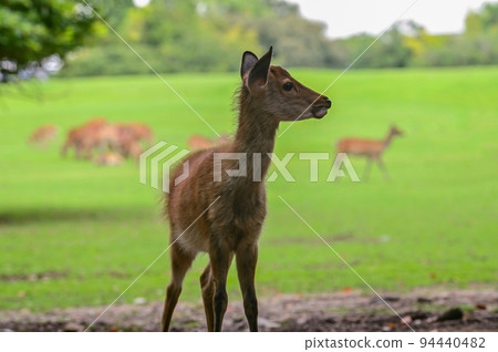 [Nara] Nara Park, full of highlights such as deer, Todai-ji Temple, and illumination Nara Tourism 94440482