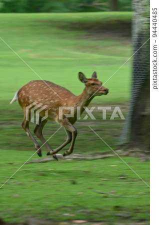 [Nara] Nara Park, full of highlights such as deer, Todai-ji Temple, and illumination Nara Tourism 94440485