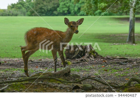 [Nara] Nara Park, full of highlights such as deer, Todai-ji Temple, and illumination Nara Tourism 94440487