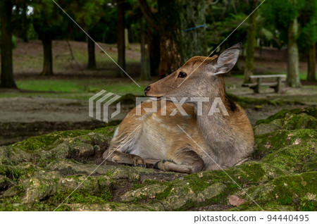 [Nara] Nara Park, full of highlights such as deer, Todai-ji Temple, and illumination Nara Tourism 94440495