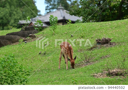 [Nara] Nara Park, full of highlights such as deer, Todai-ji Temple, and illumination Nara Tourism 94440502