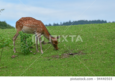 [Nara] Nara Park, full of highlights such as deer, Todai-ji Temple, and illumination Nara Tourism 94440503