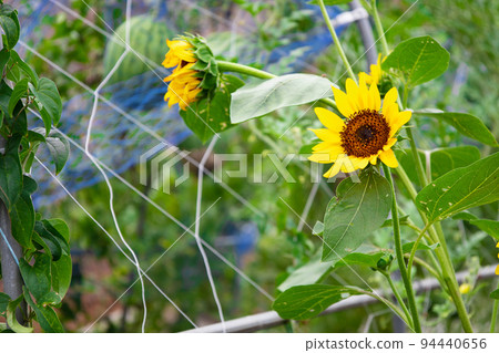 Sunflowers in full bloom that become urban fields and Kodama watermelons, Kodama watermelons, and kitchen garden fields in the back (Nerima Ward, Tokyo) Sunflowers in full bloom that become urban fields and Kodama watermelons, Kodama watermelons, and kitchen garden fields in the back (Nerima Ward, Tokyo) 94440656