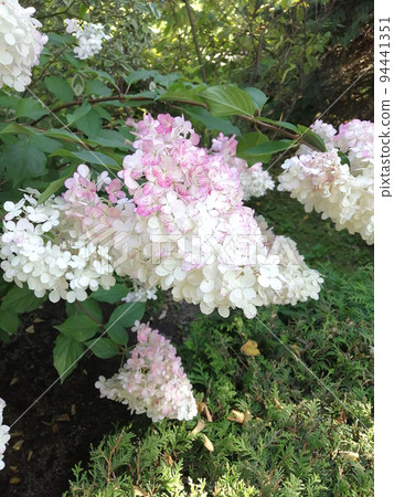Flowering bush of white-pink hydrangea in garden Flowering bush of white-pink hydrangea in garden 94441351
