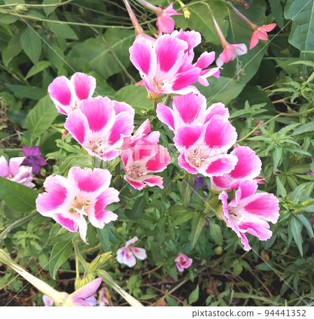 Flowers Godetia Clarkia pulchella. White and pink summer garden exquisite fresh flowers. Flowers Godetia Clarkia pulchella. White and pink summer garden exquisite fresh flowers. 94441352