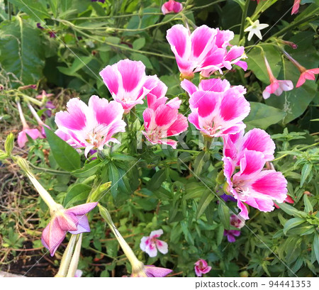Flowers Godetia Clarkia pulchella. White and pink summer garden exquisite fresh flowers. Flowers Godetia Clarkia pulchella. White and pink summer garden exquisite fresh flowers. 94441353