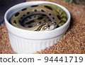 Heterodon snake that fits in a cup 94441719