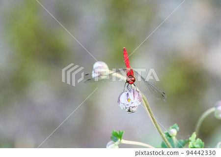 Photo Akiakane perched on Shuumei Chrysanthemum Autumn scenery Photo Akiakane perched on Shuumei Chrysanthemum Autumn scenery 94442330
