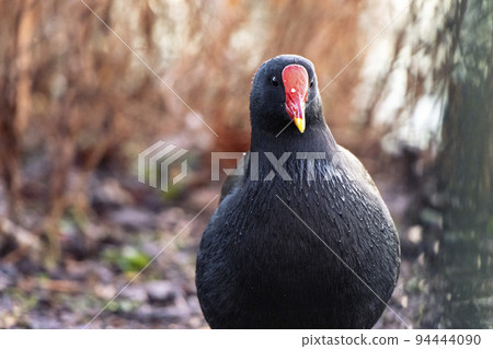 Portrait of a common British moorhen with red beak in the wild Portrait of a common British moorhen with red beak in the wild 94444090