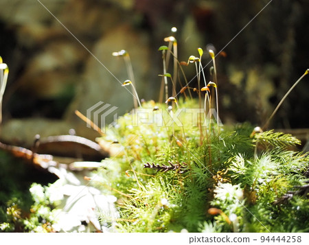 moss and sporophyte 94444258