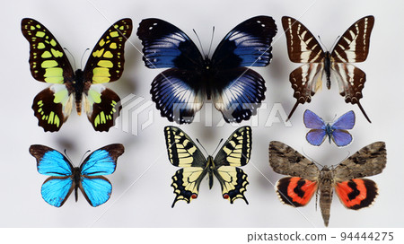 Collection of bright colorful butterflies isolated on white background. Red blue green butterflies on white. Several colorful beautiful butterflies. Lepidoptera. Entomology collection. 94444275