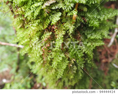 Trees covered with moss and ferns 94444414
