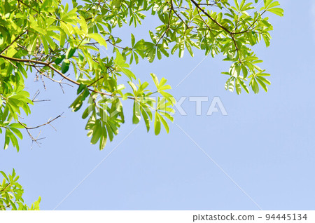 Dita, Devil Tree or Alstonia scholaris and sky Dita, Devil Tree or Alstonia scholaris and sky 94445134