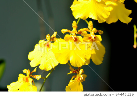 yellow orchid, orchid or ORCHIDACEAE flower or Dendrobium lindleyi Steud or Dendrobium lindleyi 94445139