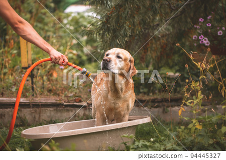 Labrador dog in hot weather is watered from a hose 94445327