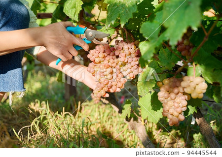 Close-up of hand cutting harvest of pink grapes, in vineyard 94445544