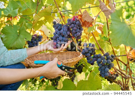Close-up of hand cutting harvest of dark blue grapes, in vineyard 94445545