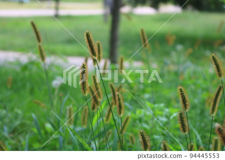 Mackerel Mackerel 94445553