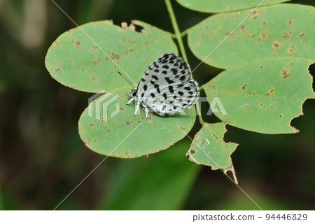 Goose Shimizu 94446829