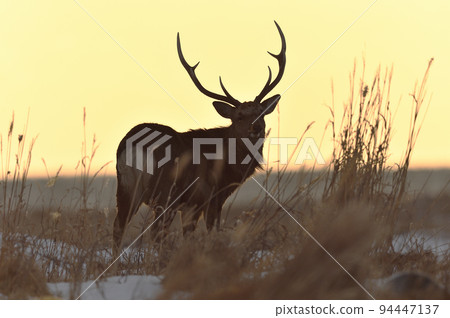 Male sika deer dyed in the sunrise (Hokkaido) Male sika deer dyed in the sunrise (Hokkaido) 94447137