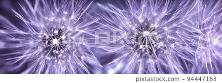 Close up of dandelion spores. Abstract background. Eco wallpaper. Banner size 94447163