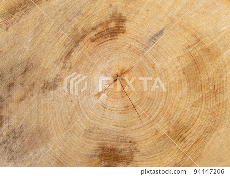 Close-up of a cross section of a tree stump showing aging circles Close-up of a cross section of a tree stump showing aging circles 94447206