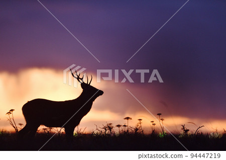 夕陽的天空和雄性梅花鹿（北海道） 94447219