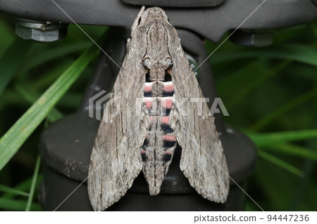 Prawn shrimp 94447236