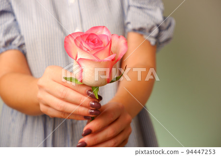 Woman in blue dress holding delicate pink Rose Flower in Hands. Closeup woman hands with white manicure holding delicate pink rose flower, selective focus 94447253