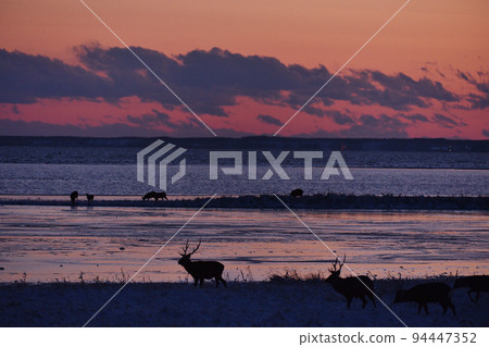Sunset sky and herd of sika deer (Hokkaido) 94447352