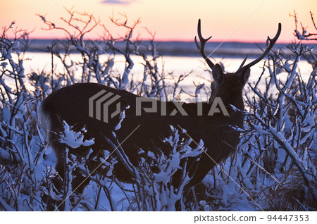 黃昏和積雪樹的雄性梅花鹿(北海道) 黃昏和積雪樹的雄性梅花鹿(北海道) 94447353