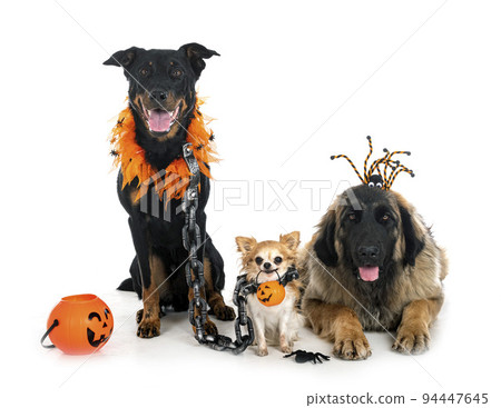 dogs for halloween 94447645