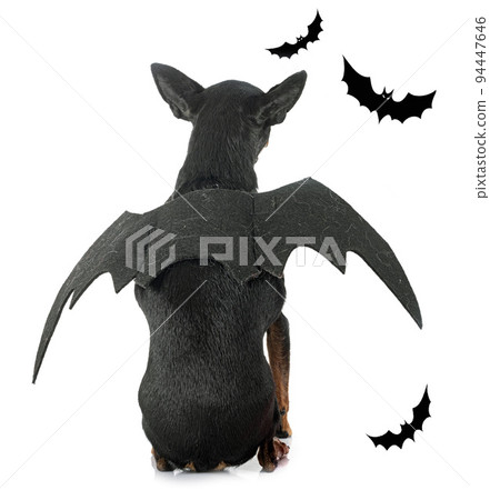 miniature pinscher in studio 94447646