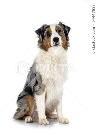 australian shepherd in studio australian shepherd in studio 94447658