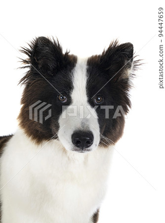 young Yakutian Laika young Yakutian Laika 94447659