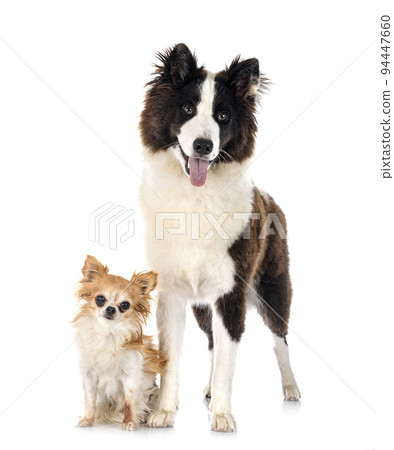 young Yakutian Laika and chihuahua 94447660