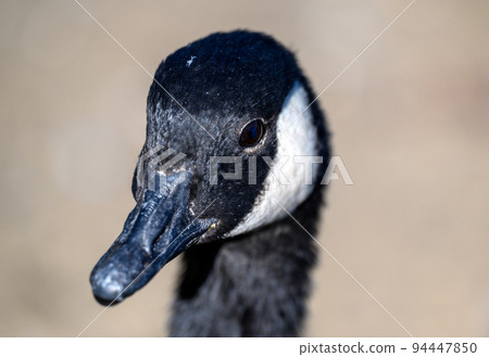 Close up view of a Canada goose in Kelsey Park, Beckenham, Greater London. There are many Canada geese in Kelsey Park, Beckenham, Kent. Head of a Canada goose (Branta canadensis), UK. Close up view of a Canada goose in Kelsey Park, Beckenham, Greater London. There are many Canada geese in Kelsey Park, Beckenham, Kent. Head of a Canada goose (Branta canadensis), UK. 94447850