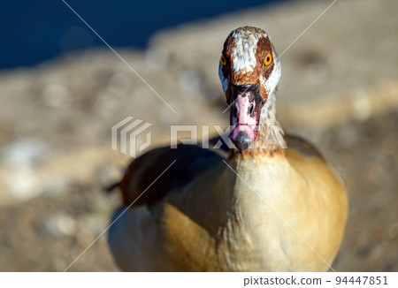 Egyptian goose in Kelsey Park, Beckenham, London. The Egyptian goose is facing towards the viewer. Egyptian geese are common in Kelsey Park, Beckenham. Egyptian goose (Alopochen aegyptiaca) 94447851