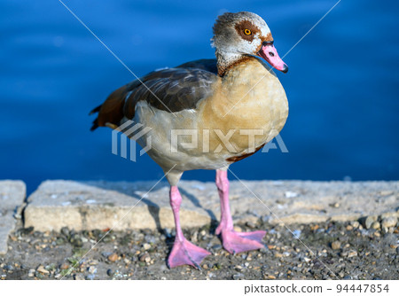 Egyptian goose in Kelsey Park, Beckenham, London. Full body view of an Egyptian goose standing by a lake. Egyptian geese are common in Kelsey Park, Beckenham. Egyptian goose (Alopochen aegyptiaca), UK Egyptian goose in Kelsey Park, Beckenham, London. Full body view of an Egyptian goose standing by a lake. Egyptian geese are common in Kelsey Park, Beckenham. Egyptian goose (Alopochen aegyptiaca), UK 94447854