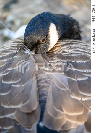 Canada goose in Kelsey Park, Beckenham, Greater London with its head tucked into its wing. Canada geese are common in Kelsey Park. Close up image of a Canada goose (Branta canadensis), Beckenham, UK. 94447861