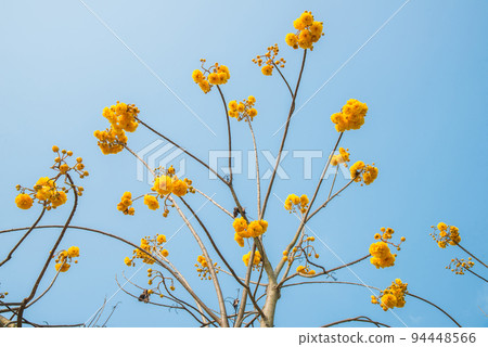 The branch of golden trumpet tree under the clear sky. The branch of golden trumpet tree under the clear sky. 94448566