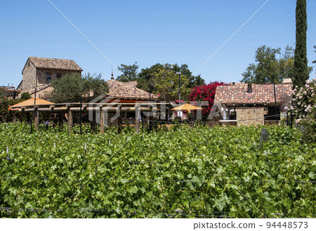 Grape Vineyard at West Lake Village Inn in California Grape Vineyard at West Lake Village Inn in California 94448573