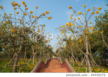 The golden trumpet tree growth in Singha park of Chiang Rai province of Thailand. The golden trumpet tree growth in Singha park of Chiang Rai province of Thailand. 94448578
