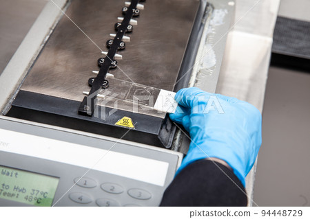 Scientist preparing slides for karyotipe and fluorescence in situ hybridization - FISH in the laboratory. Drying of the glue applied to the cover glass. 94448729